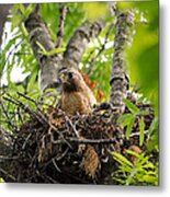 Adult Red Shouldered Hawk #2 Metal Print