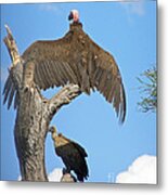 African Vultures #2 Metal Print