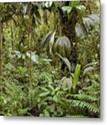 Amazon Rainforest Metal Print