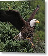 American Bald Eagle #9 Metal Print