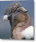 Andean Condor Male Cayambe Ecuador #2 Metal Print