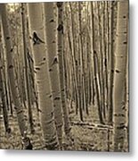 Aspen Forest #2 Metal Print