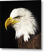 Bald Eagle  #2 Metal Print