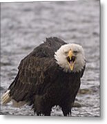Bald Eagle Calling Alaska #2 Metal Print