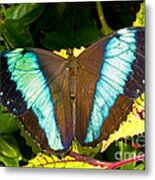 Banded Morpho Butterfly #2 Metal Print
