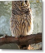 Barred Owl #2 Metal Print