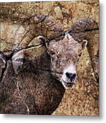 Bighorn Rock #1 Metal Print