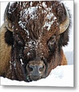 Bison In Snow #2 Metal Print