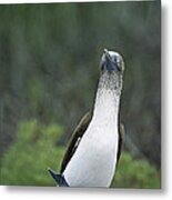 Blue-footed Booby Courtship Dance #2 Metal Print
