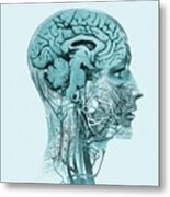 Brain Anatomy #2 Metal Print