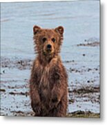Brown Bear Cub, Lake Clark National #2 Metal Print