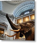 Bull Elephant In Natural History Rotunda Metal Print