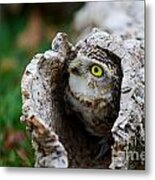 Burrowing Owl  #3 Metal Print