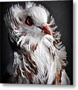 Capuchin  Pigeon #2 Metal Print