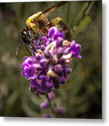 Carpenter Bee On A Lavender Spike #2 Metal Print