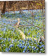 Carpet Of Blue Flowers In Spring Forest 1 Metal Print