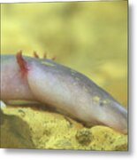 Cave Salamander #2 Metal Print