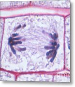 Cell Division  Anaphase #2 Metal Print