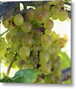 Chardonnay Grapes On Vine #2 Metal Print