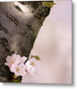 Cherry Blossom (prunus 'serrulata') #2 Metal Print