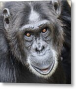 Chimpanzee Portrait Ol Pejeta #2 Metal Print