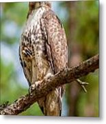 Coopers Hawk Perched On Tree Watching For Small Prey #2 Metal Print