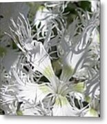 Dianthus Superbus - White #2 Metal Print