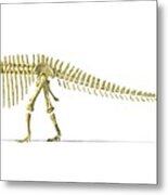 Diplodocus Dinosaur Skeleton Metal Print