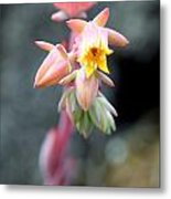 Echeveria Runyonii Habitus Inflorescences #2 Metal Print