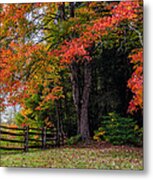 Fall Maple #3 Metal Print