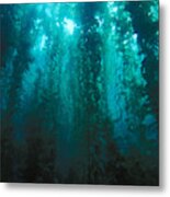 Forest Of Giant Kelp #2 Metal Print