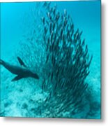 Galapagos Sea Lion Hunting Fish Rabida #2 Metal Print