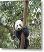 Giant Panda Cub Chengdu Sichuan China #2 Metal Print