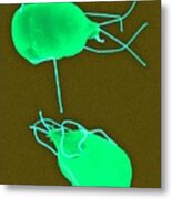 Giardia Lamblia Parasitic Protozoan #2 Metal Print