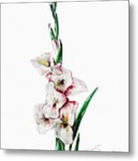 Gladiolus #2 Metal Print