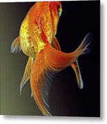 Goldfish #2 Metal Print