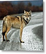 Gray Wolf #2 Metal Print
