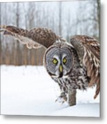 Great Gray Owl #2 Metal Print