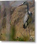 Grey Heron #2 Metal Print