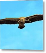 Griffon Vulture In Flight #2 Metal Print