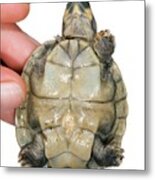 Hatchling Yellow-spotted River Turtle #2 Metal Print