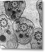 Hemiptera Sperm Tem #2 Metal Print