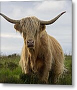 Highland Cow On Exmoor #2 Metal Print