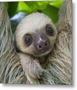 Hoffmanns Two-toed Sloth And Old Baby Metal Print