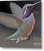 Hummingbird In Flight #2 Metal Print