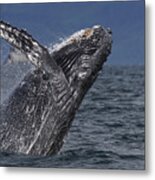 Humpback Whale Breaching Prince William #2 Metal Print
