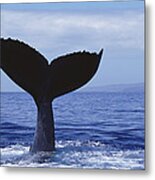 Humpback Whale Tail Lob Maui Hawaii #2 Metal Print