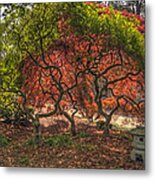 Japanese Maple Tree #2 Metal Print