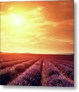 Lavender Field At Sunset #2 Metal Print