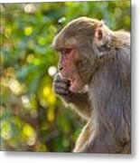 Macaque Eating An Orange #2 Metal Print